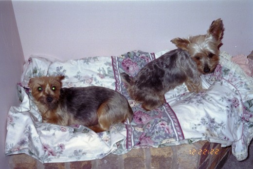 Bobbie and Suzie together in our  alcove
