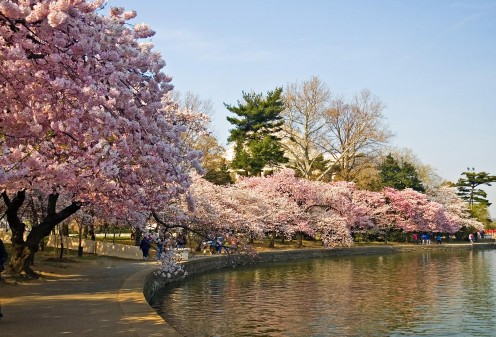 Spring in Japan - Cherry Blossom