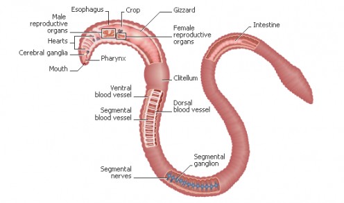 earthworm dissection digestive system earthworms and digestion hubpages earthworm dissection digestive system earthworms and digestion hubpages