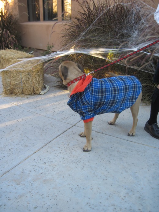 Dog in costume sniffing at a giant spider web decoration