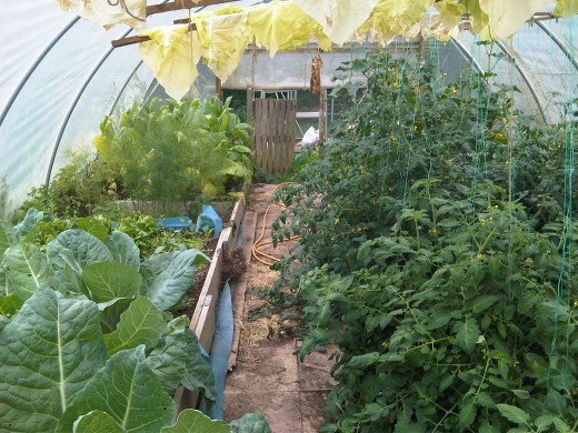 My Own Polytunnel