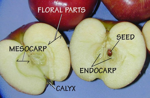 An apple is a pome fruit.  The parts of the fruit are labelled.