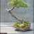 Japanese Bonsai Trees Japanese Bonsai Trees