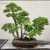 Japanese Bonsai Trees Japanese Bonsai Trees