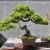 Japanese Bonsai Trees Japanese Bonsai Trees