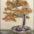 Japanese Bonsai Trees Japanese Bonsai Trees