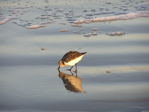 Sanderling fishing on the beach.