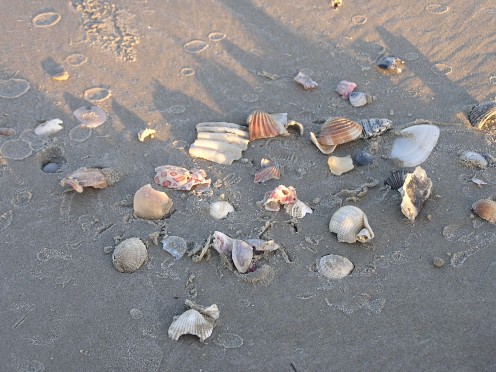 Seashells along the beach.