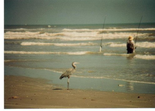 Heron stalking a fisherman.