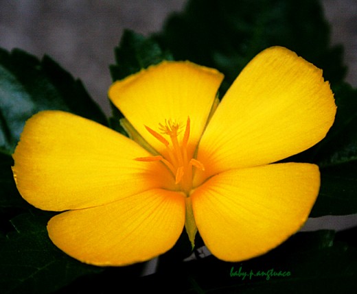 golden offering