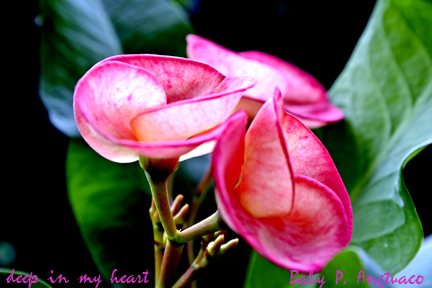 deep in my heart
