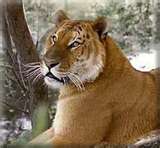 Tiglon
