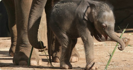 Luk Chai the first elephant to be born in Taronga Zoo