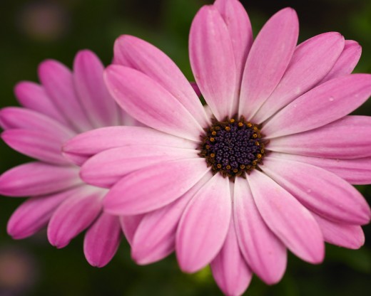 Cute pink flower