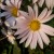 Southern Blooms Southern Blooms