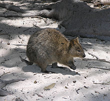 Quokka on Rottnest Island 
