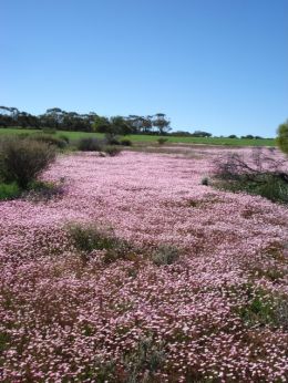 Wildflowers in Western Australia