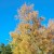 A clear fall sky. A clear fall sky.