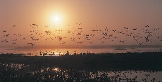 Fogg Dam near Darwin teems with wild life