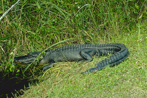 sunning alligator 