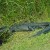 sunning alligator sunning alligator