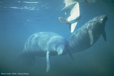 Manatees at risk from boats in the Everglades