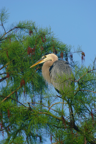 great blue heron in cypress tree