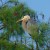 great blue heron in cypress tree great blue heron in cypress tree