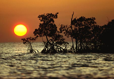 sunset in the mangroves