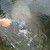 manatee enjoying a cool drink of water manatee enjoying a cool drink of water
