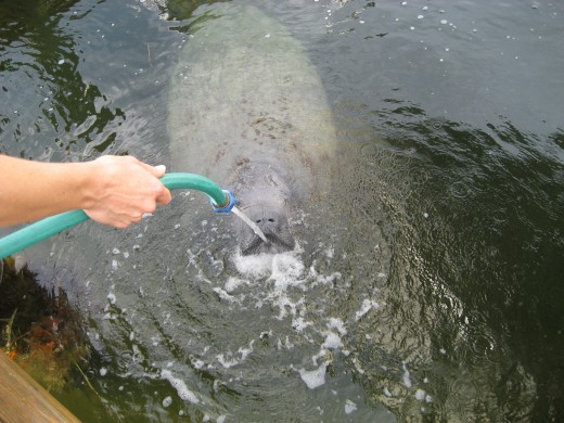 manatee enjoying a cool drink of water
