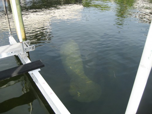 refreshed manatee swimming away