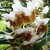Waling-waling (Vanda Sanderiana), the Queen of Philippine Orchids Waling-waling (Vanda Sanderiana), the Queen of Philippine Orchids