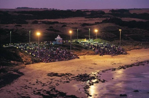 Nightly parade of Penguins being viewed by a large crowd