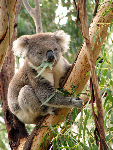 Koalas are common on Phillip Island.