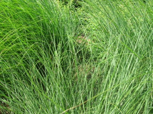 Patterns in Nature