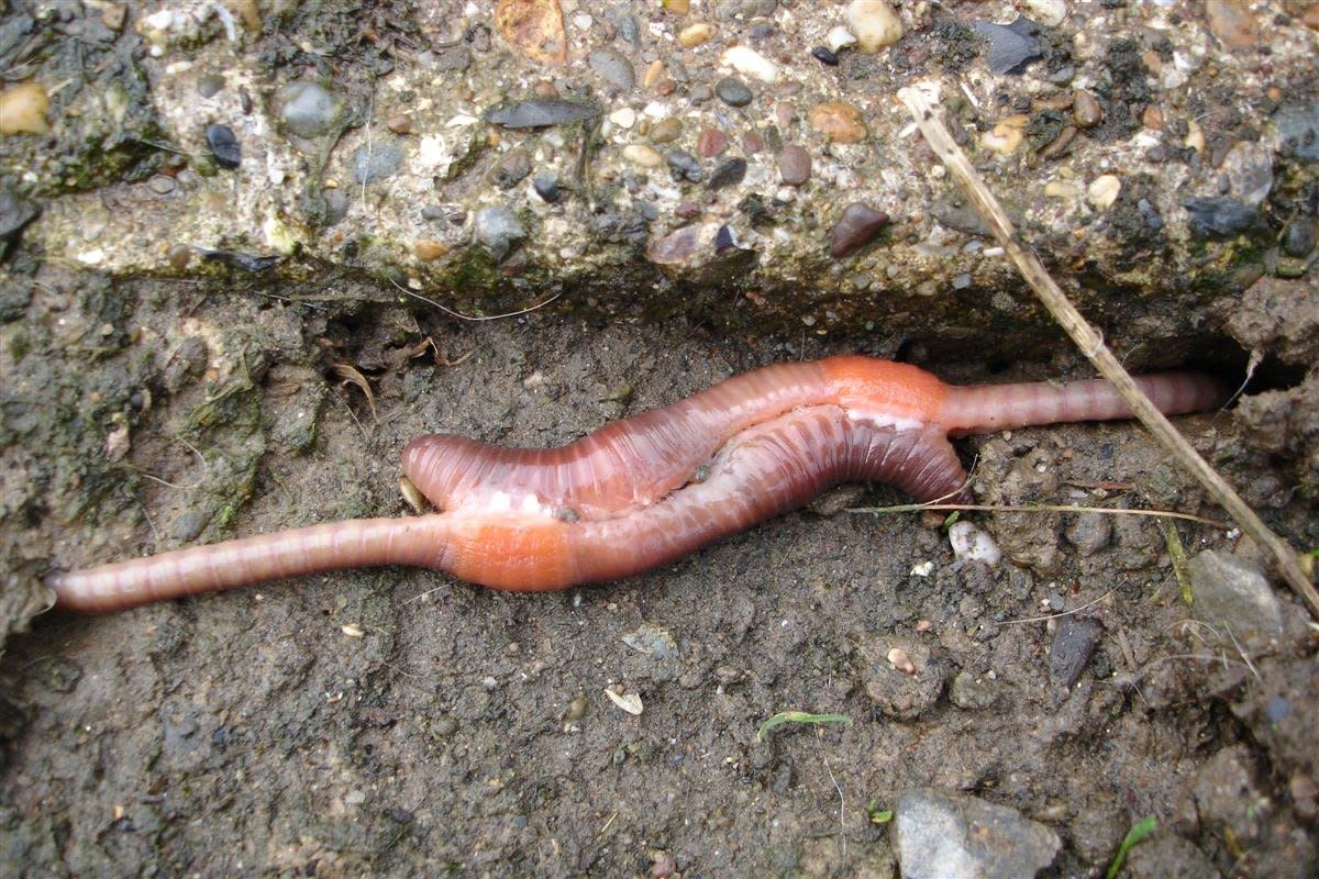 Earthworms And Reproduction Hubpages