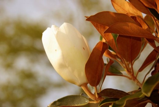 Late Magnolia Bloom