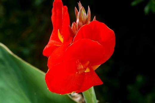 Gladiola