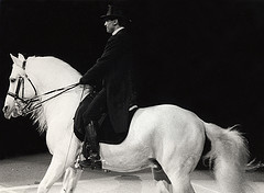 The wonderful Lipizzaner horse
