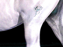 The Proud Telltale Brand of the Lipizzaner breed.