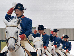 Total Training for the lipizzaner Horses in the Displays.
