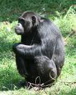 The Chimpanzee; man's closest relative and look how unhappy he looks!      travel.mongablog.com