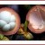 Mangosteen(Garcinia mangostana) Also called Queen of Fruits in Asia Mangosteen(Garcinia mangostana) Also called Queen of Fruits in Asia