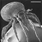 Not a giant spider, a dust mite             photo axiomianet.com