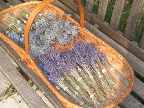 Dried Lavender