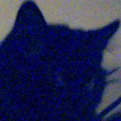 eheverett profile image