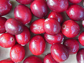 The Cranberry Fruit