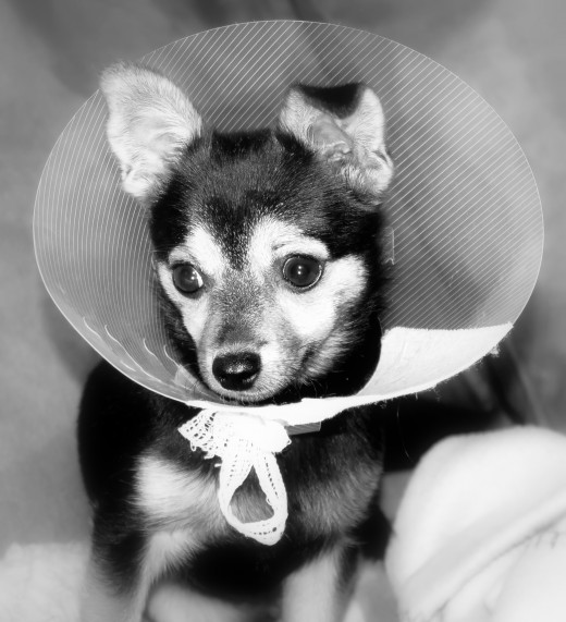 A dog suffering from dog allergies may scratch or lick so much, that he ends up with an infection!