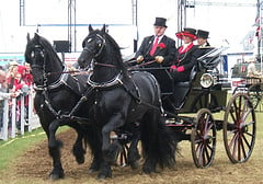 The epitomy of elegance in this matched pair of carriage horses.